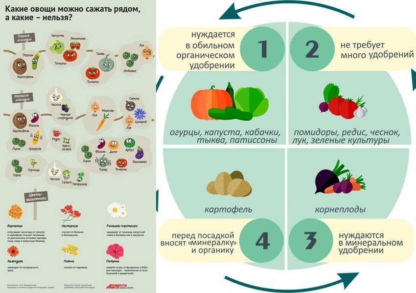 Что можно садить после кабачков на огороде