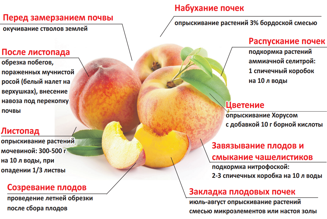 Абрикос россиянин: описание сорта, фото, отзывы, опылители, самоплодный или нет