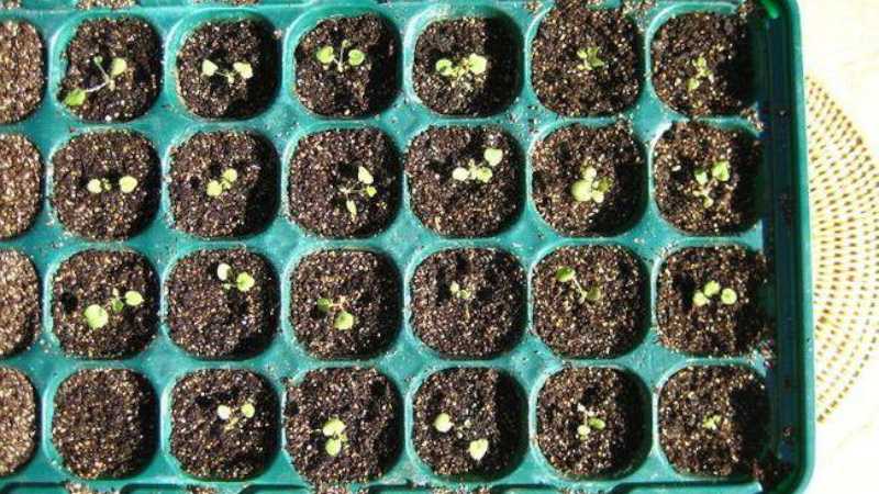 Как вырастить гейхру из семян