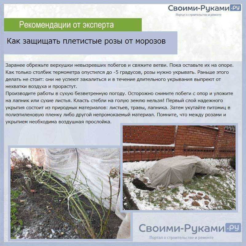 Как укрыть розы на зиму: фото, чем лучше укрывать