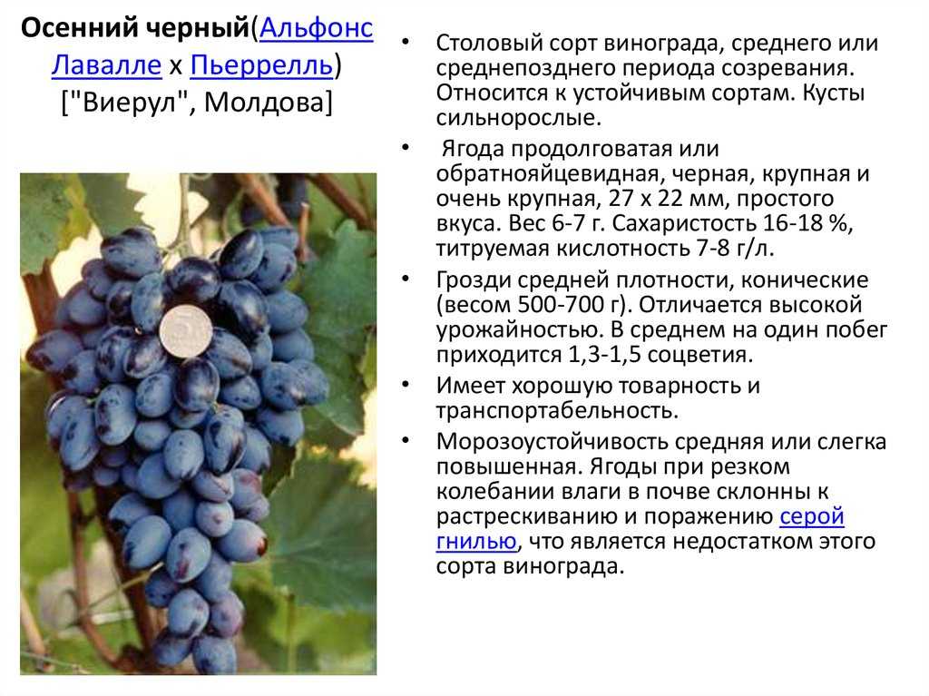 12 лучших винных сортов винограда для северного виноградника