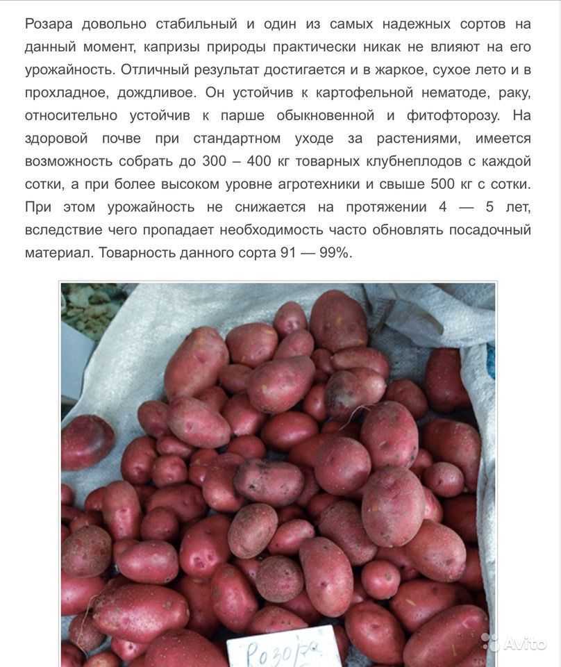 Картофель любава: описание сорта, характеристика, фото, отзывы