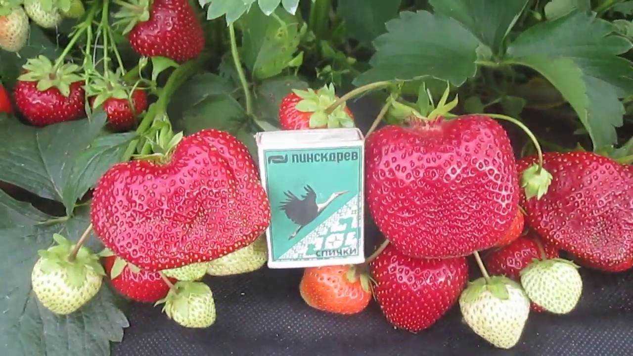 Клубника мармелада: описание сорта, фото, отзывы о землянике
