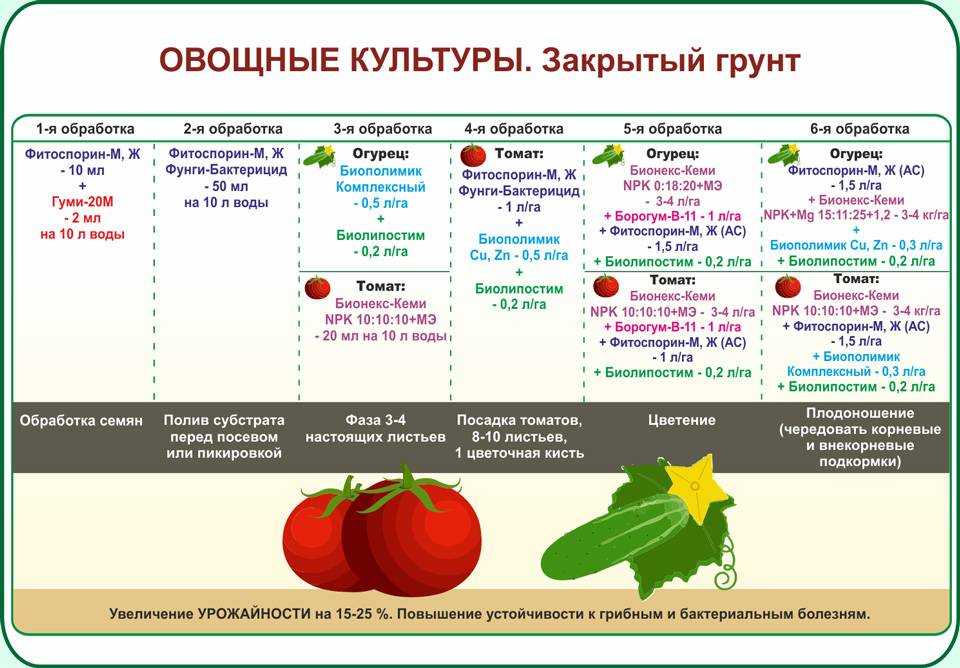 Как лучше подкармливать капусту после посадки в грунт
