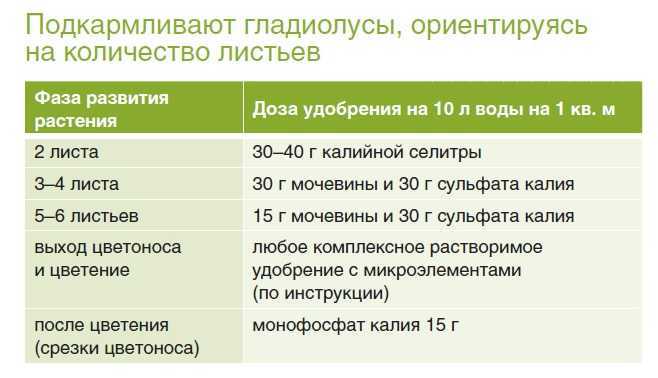 Посадка гладиолусов весной - подробно о подготовке шпажника к посадке на участке весной в 2021 году
