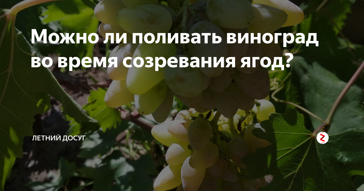 Как часто нужно поливать виноград, чтоб лоза хорошо развивалась и дала хороший урожай
