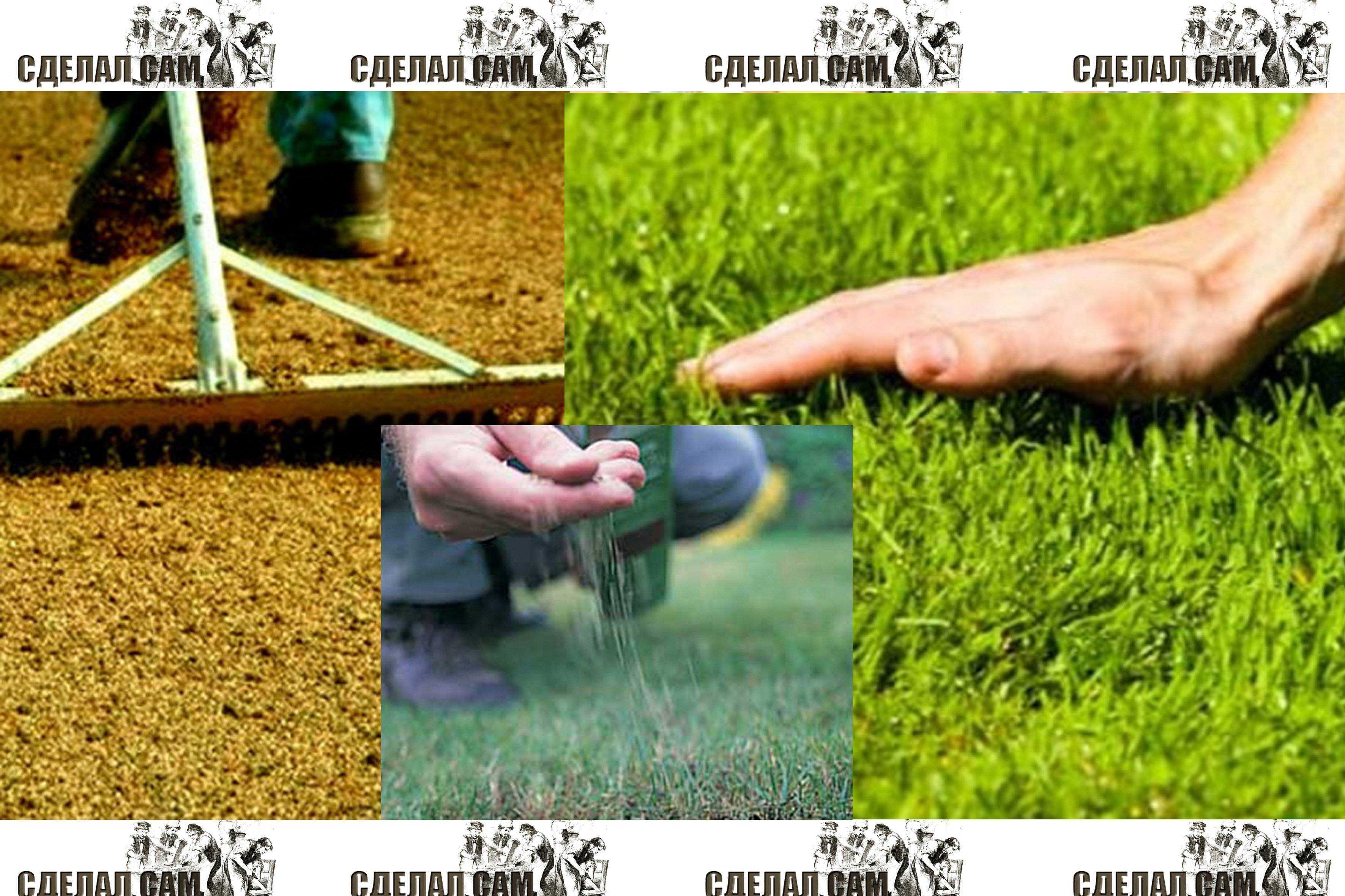 Как правильно сеять газонную траву своими руками. Посадка газона. Посев семян газона. Посев газонной травы. Сеяный газон.