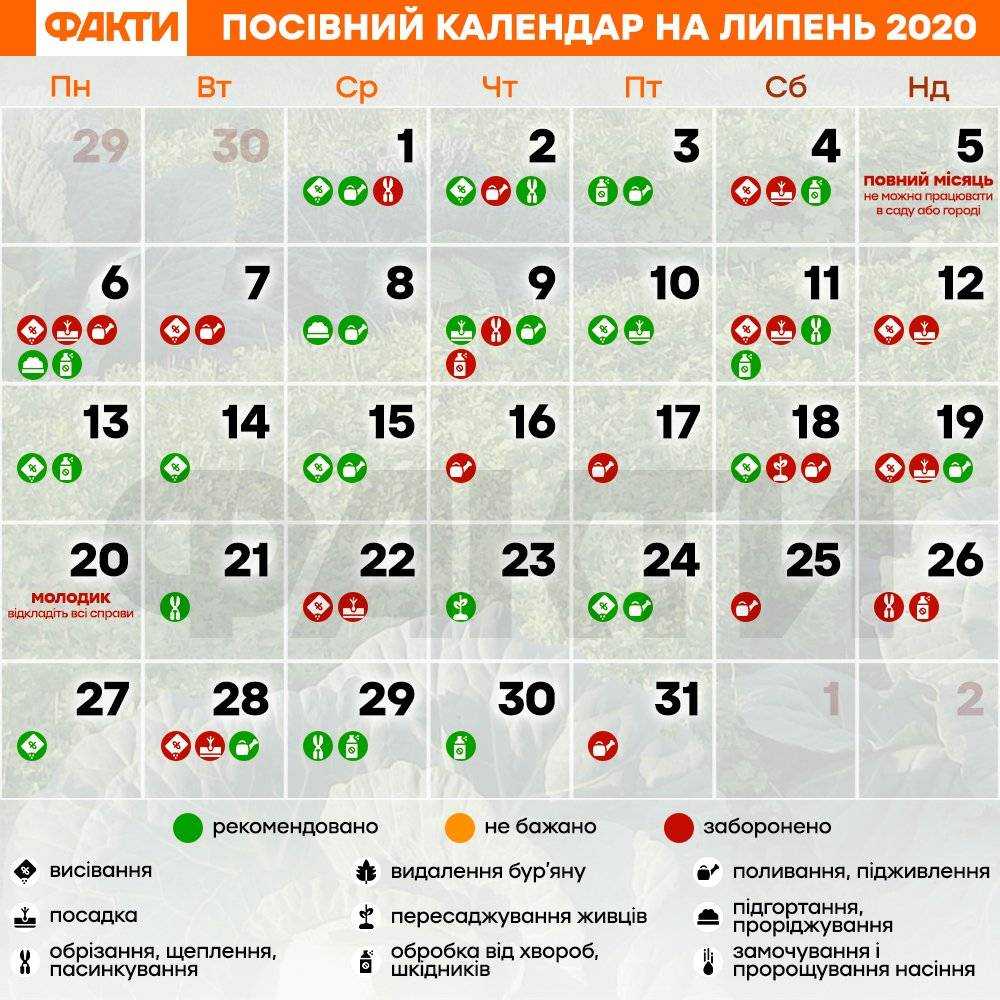 Всё о посадке лука под зиму. плюсы, минусы, сроки, правила. фото — ботаничка
