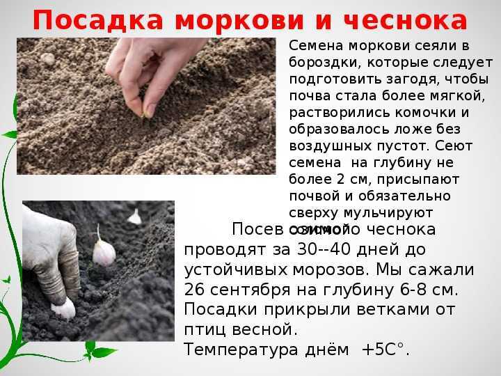 Сроки посева моркови под зиму и уход за ней
