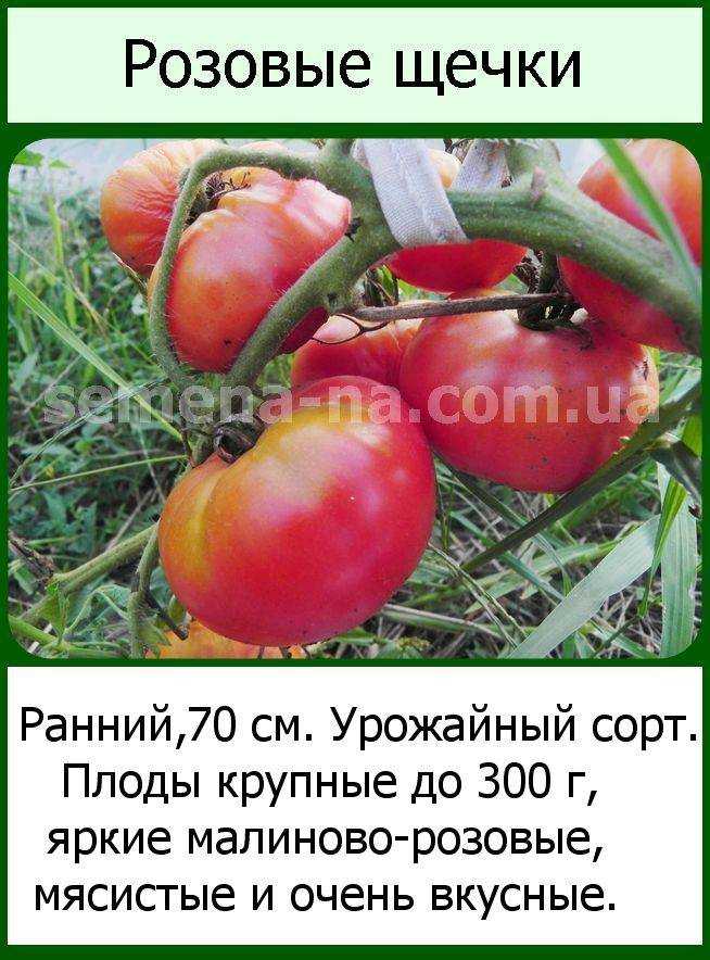 Томат розовые щечки: характеристика и описание сорта, урожайность фото отзывы