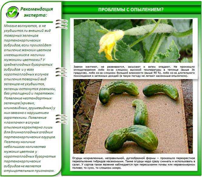 Чем подкормить огурцы если плоды кривые