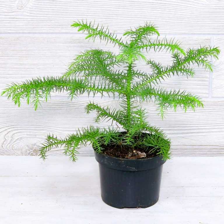 Араукария (лат. araucaria) – содержание и уход в комнатных условиях