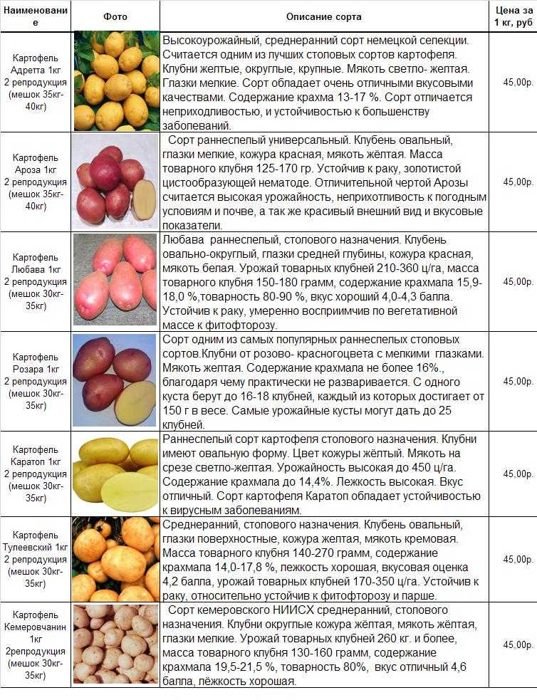 Лучшие сорта картофеля на 2023 год: самые вкусные и урожайные