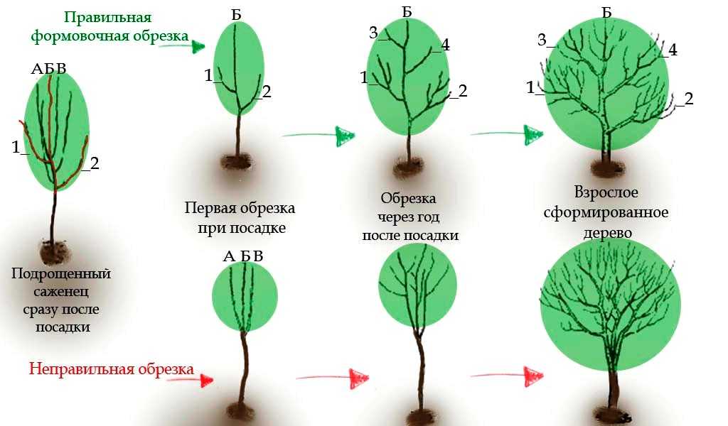 Весенняя обрезка плодовых деревьев: советы опытных садовников и подробное видео обрезки