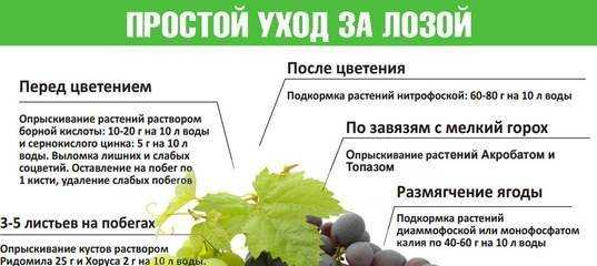 Виноград в сибири - посадка и уход для начинающих, выращивание в открытом грунте, как ухаживать весной