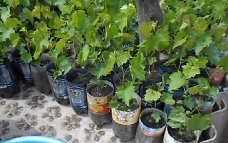 Как вырастить виноград из косточки в домашних условиях