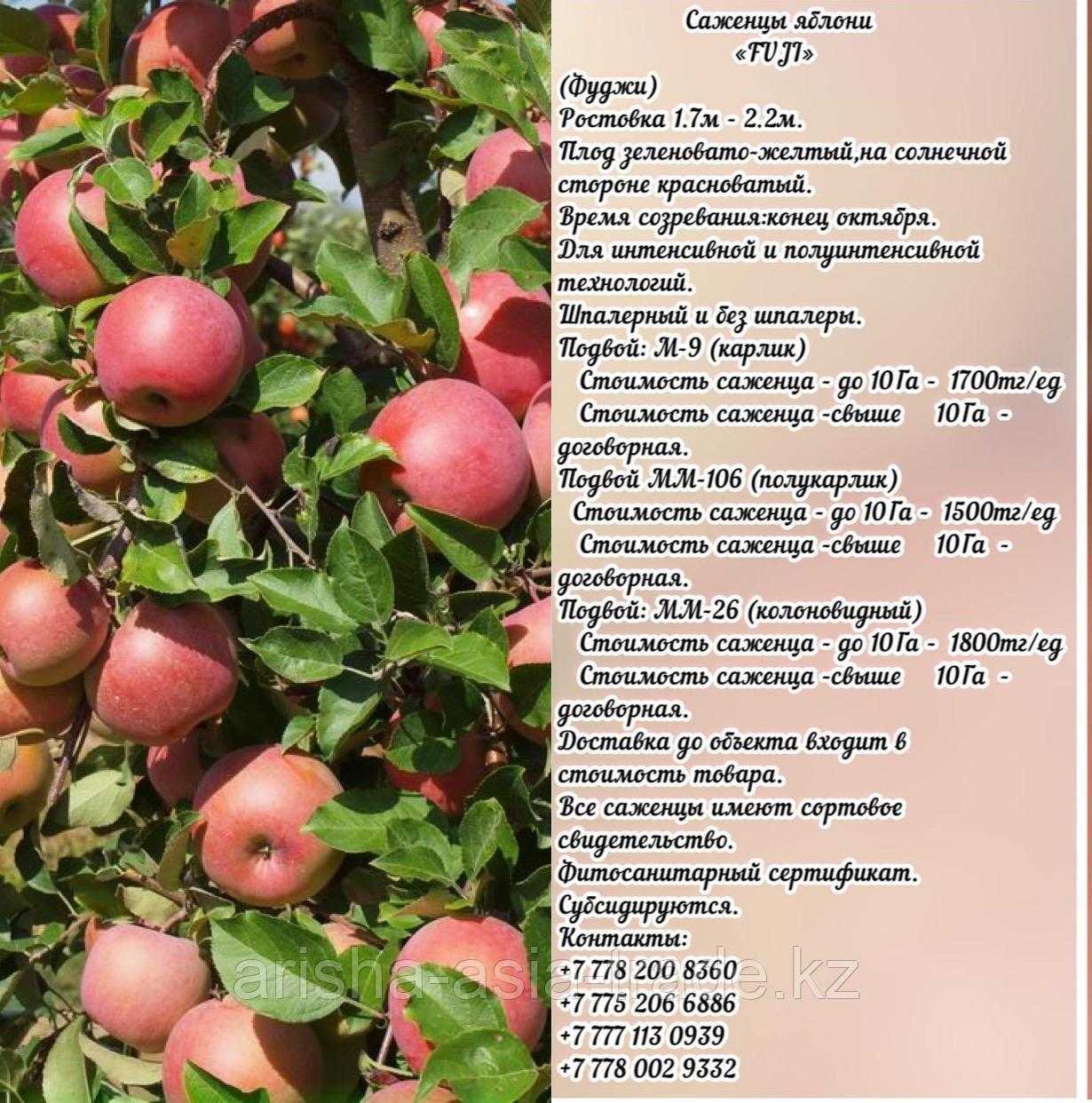 Яблоня фуджи: отзывы, описание, фото | tele4n.net