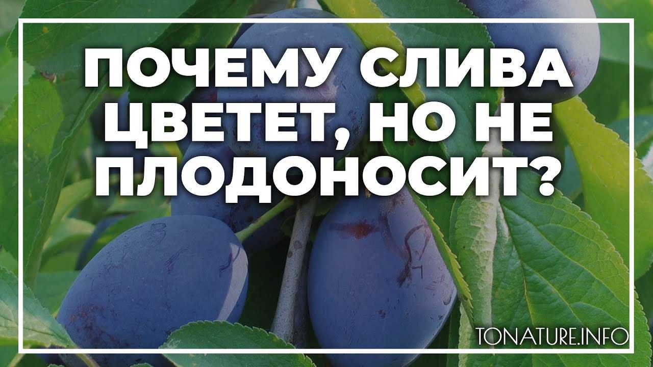 Обрезка сливы весной схема формирования и омолаживания ветвей, видео