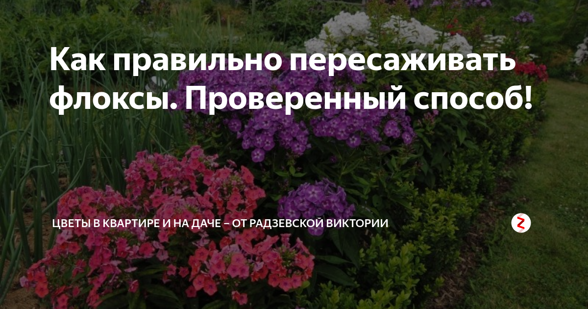 Когда можно пересаживать флоксы на другое место: осенью или весной?
