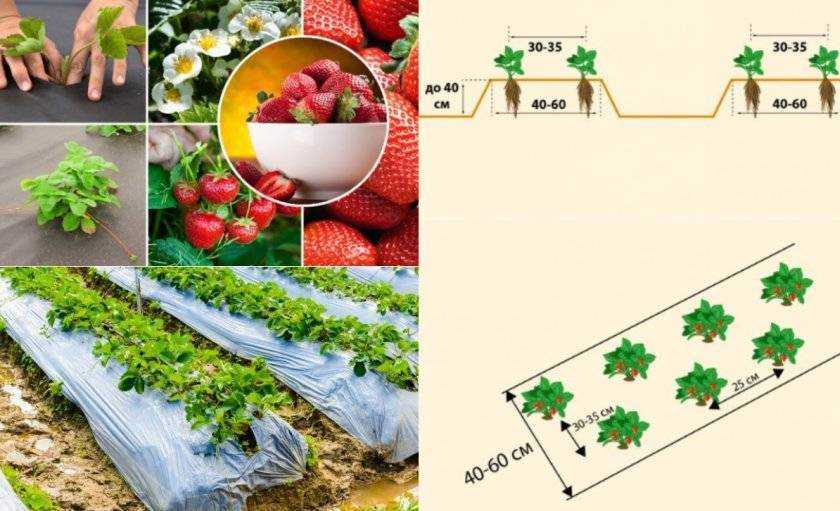 Схема посадки клубники купчиха в открытом грунте