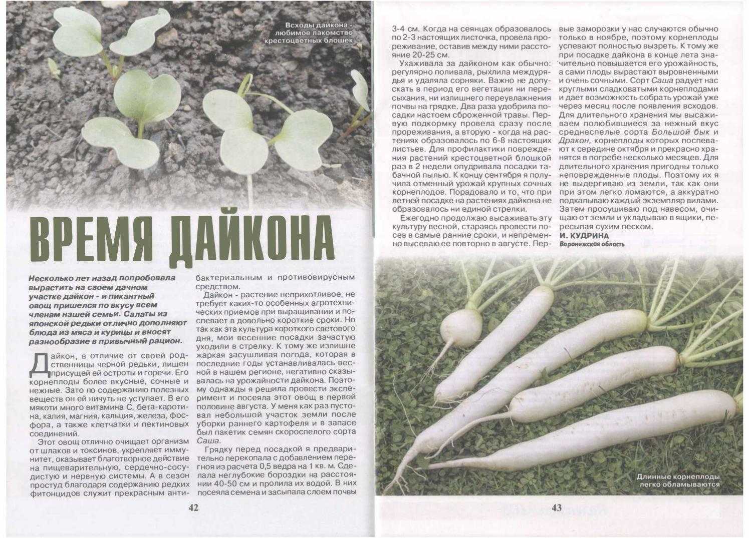 Выращивание дайкона: сорта, сроки посадки, агротехника, сбор урожая