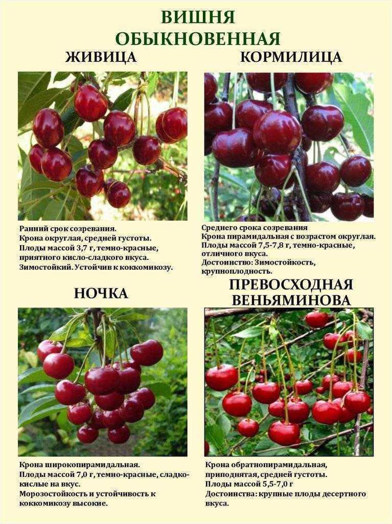 Описание и тонкости выращивания крупноплодной черешни