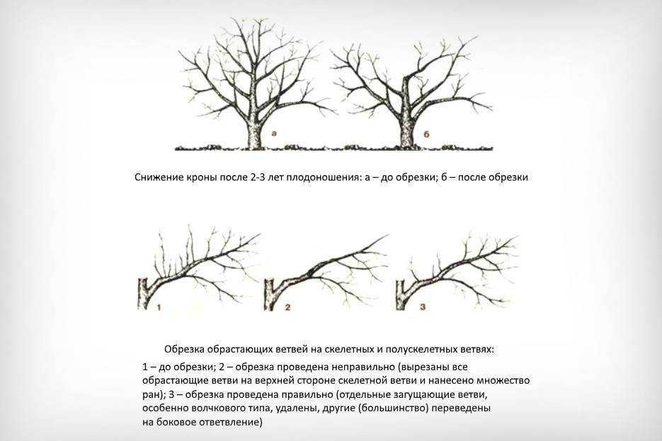 Обрезка черешни: схемы для начинающих