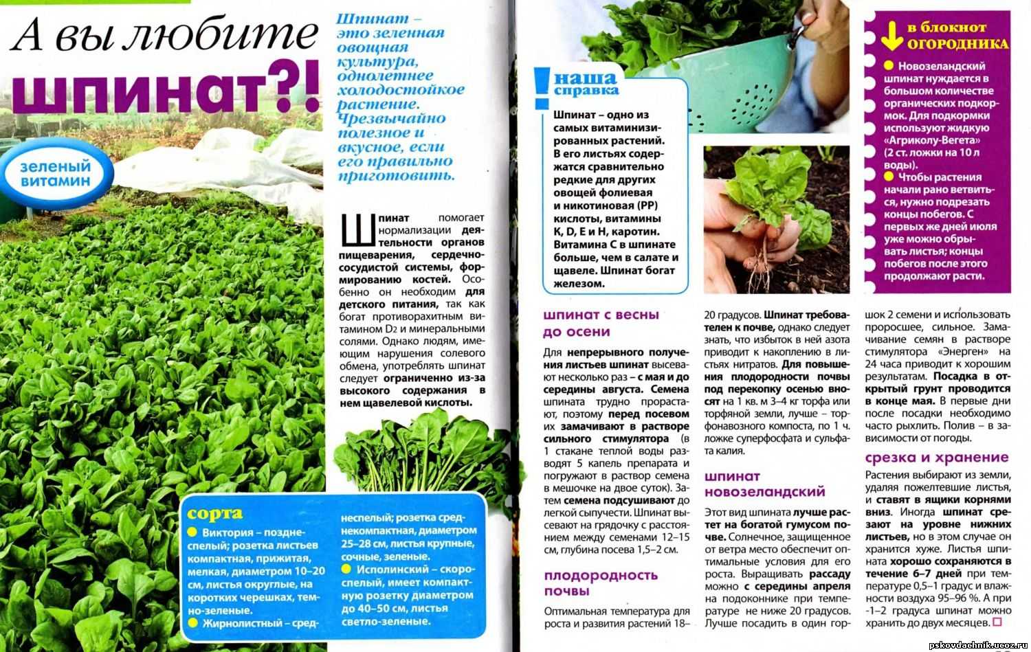 Как и когда сеять (сажать) шпинат. посадка шпината семенами в открытый грунт