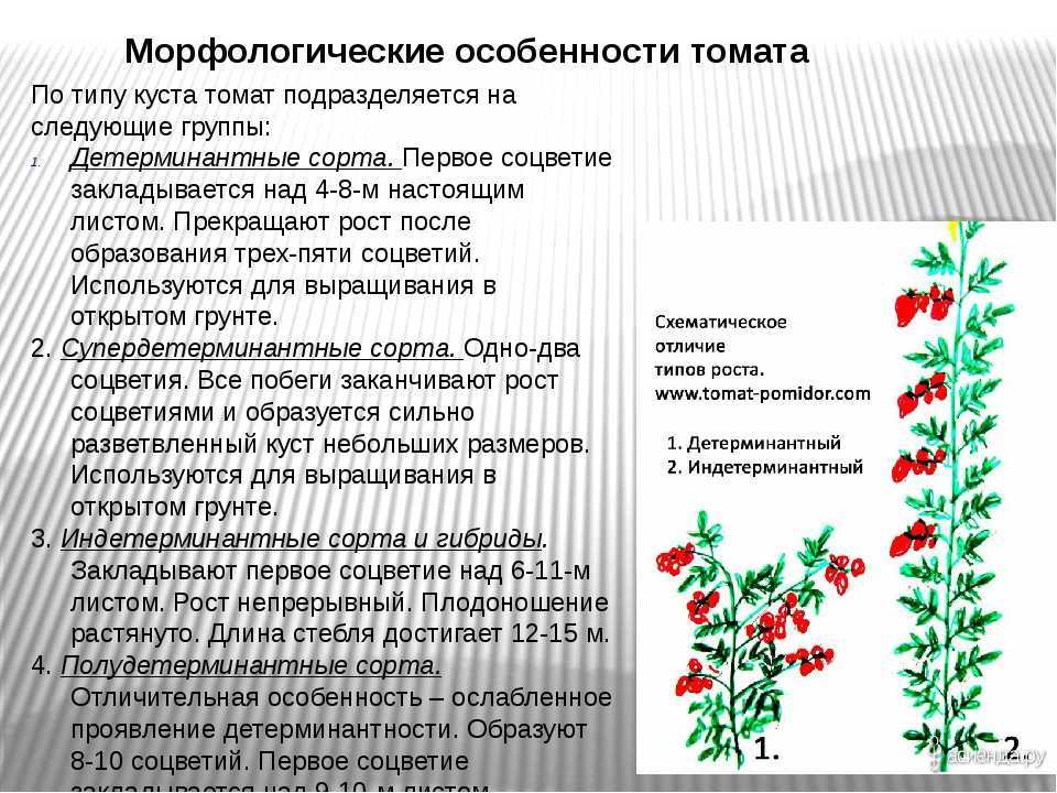 Томат аурия описание сорта фото отзывы