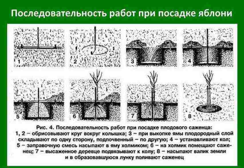 Все о посадке и выращивании черешни – от выбора саженца, до сбора урожая (фото & видео) +отзывы