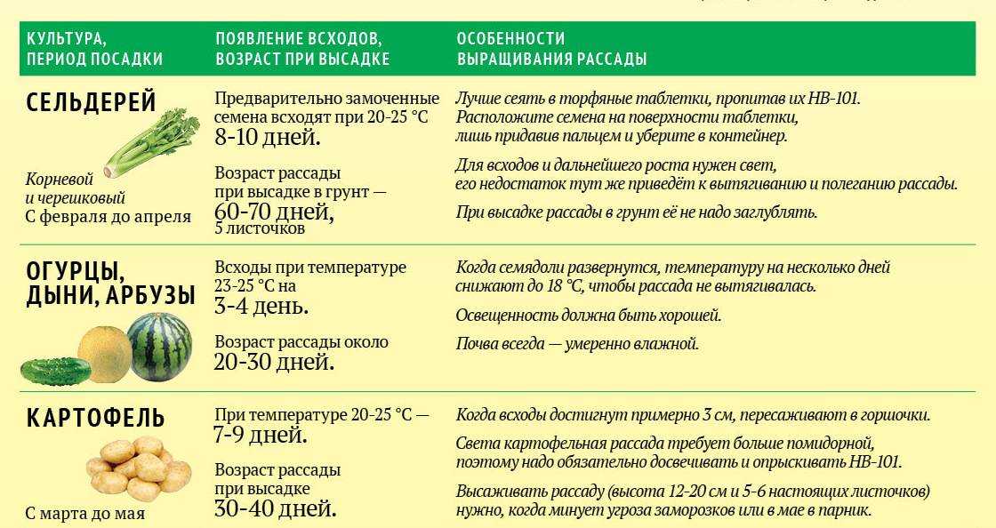 Когда и как сажать арбузы на рассаду в домашних условиях + видео