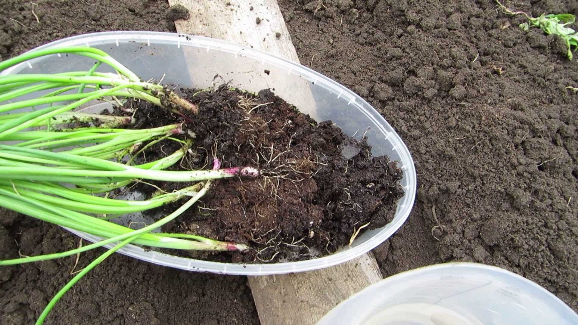Как вырастить репчатый лук из семян за один сезон: методика выращивания урожая из чернушки за год без рассады, лучшие сорта для получения крупных овощей