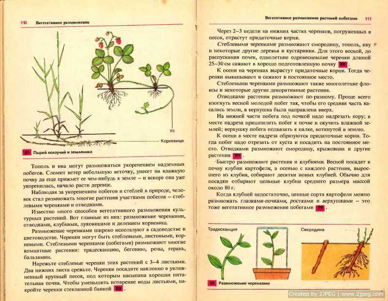 Цветение опунции: как этого добиться?
