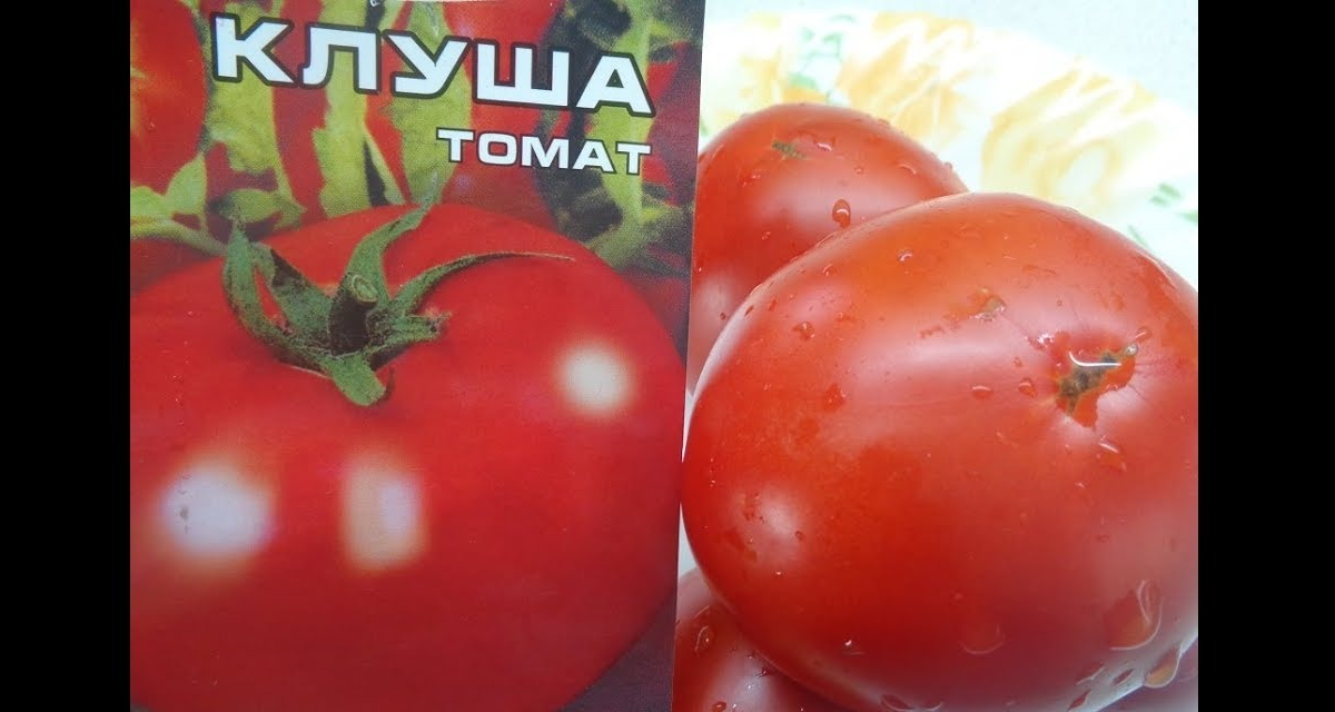 Томат «клуша»: характеристика и описание сорта с фото, отзывы, посадка и уход