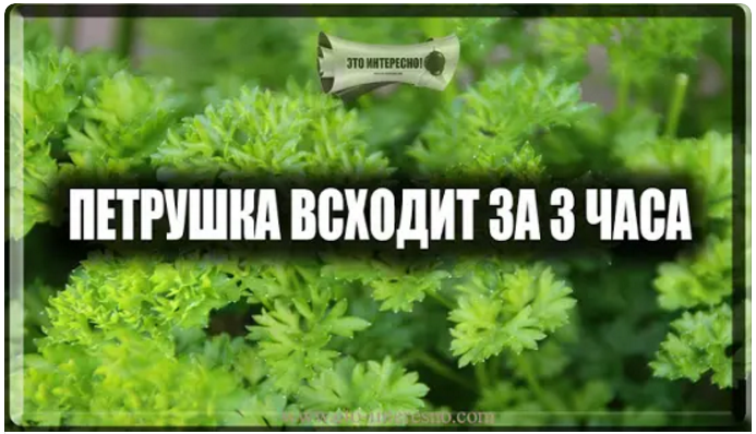 Как посеять петрушку, чтобы она быстро взошла