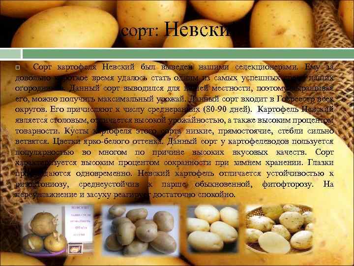 Картофель невский: описание сорта, фото, отзывы