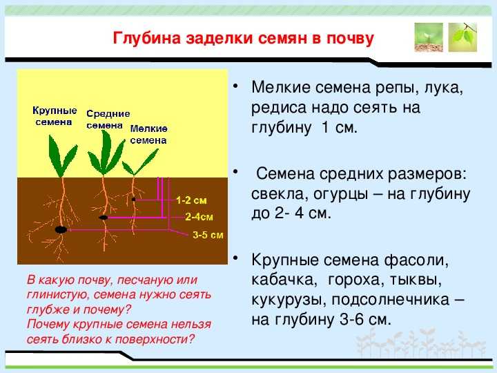 Как правильно выращивать петрушку в открытом грунте