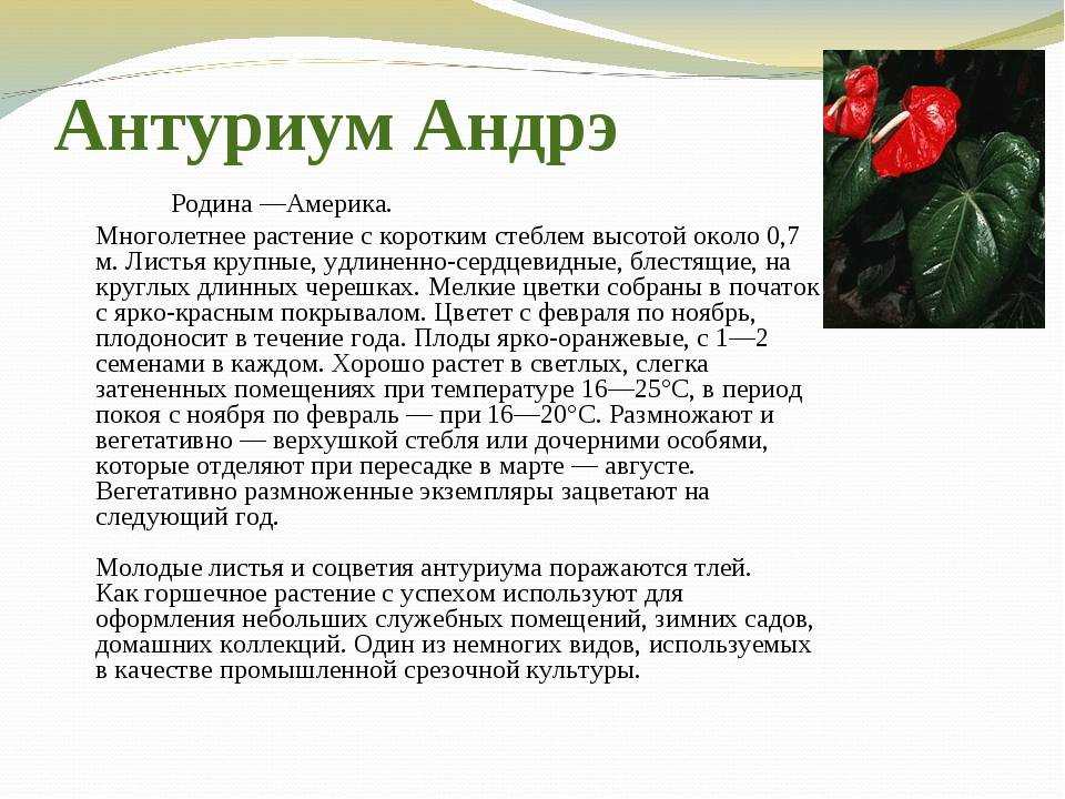 Адениум обесум или тучный: детальное руководство по уходу