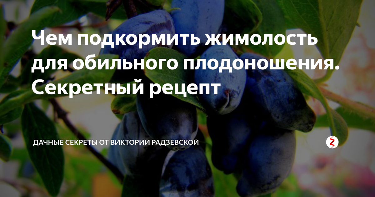 Жимолость, подкормка и уход | во саду и в огороде