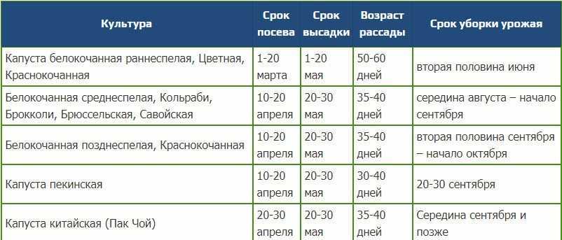 Как правильно посадить капусту на рассаду