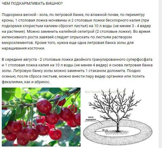 Как посадить вишню