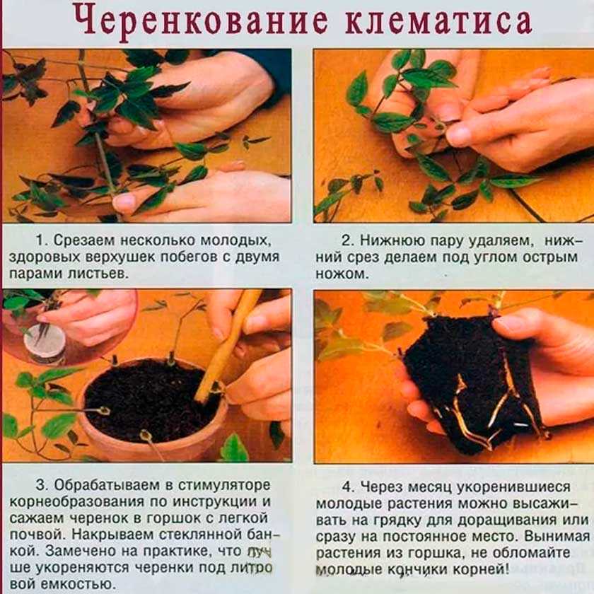 Клематисы относятся к роду многолетних лиан и помогают озеленить любой дачный участок Вертикальный рост растений семейства Лютиковые удачно используют