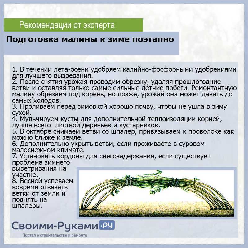 Можжевельник – посадка и уход