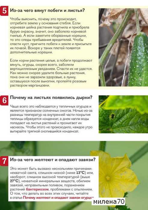 Почему в теплице и в открытом грунте желтеют огурцы и что с этим делать