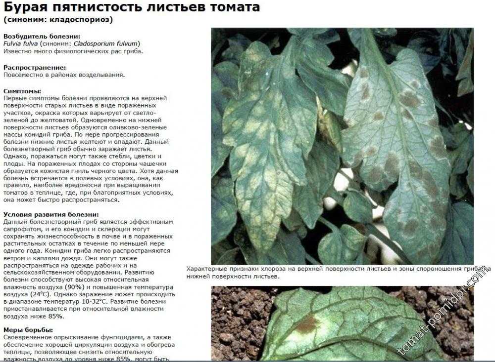 Почему желтеют листья огурцов: причины, что делать, чем подкормить и обработать