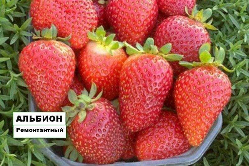 Клубника альбион - посадка, размножение, уход, удобрения и отзывы садоводов (115 фото)