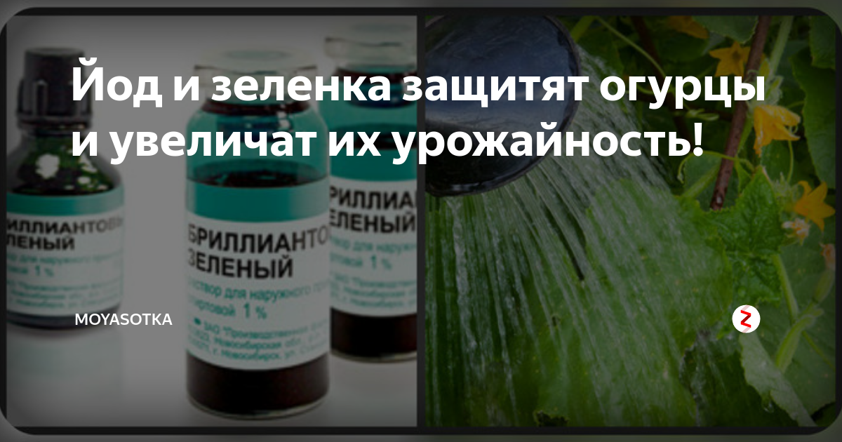Обработка огурцов и помидоров зеленкой: особенности применения