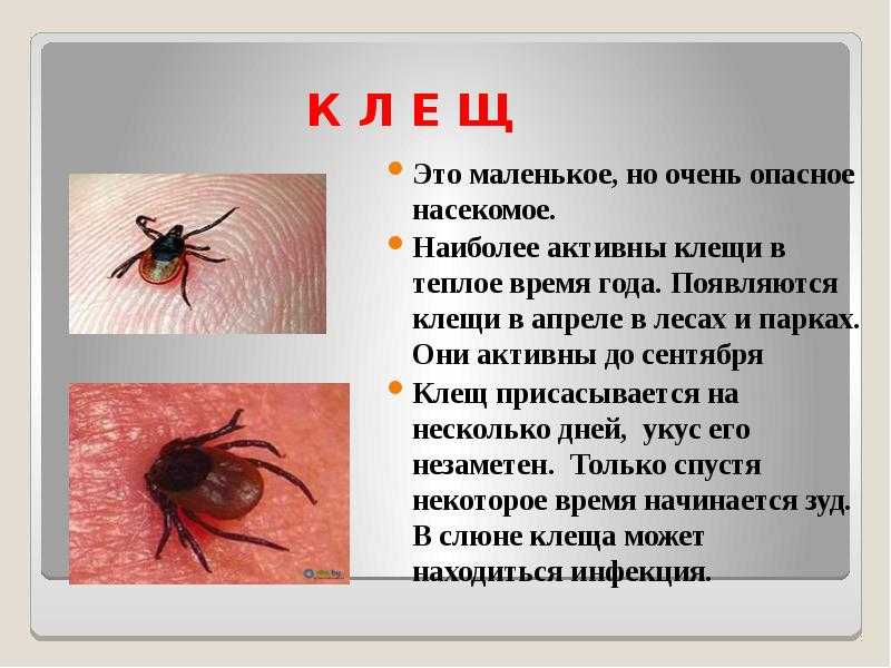 Красный паутинный клещ: описание и способы борьбы