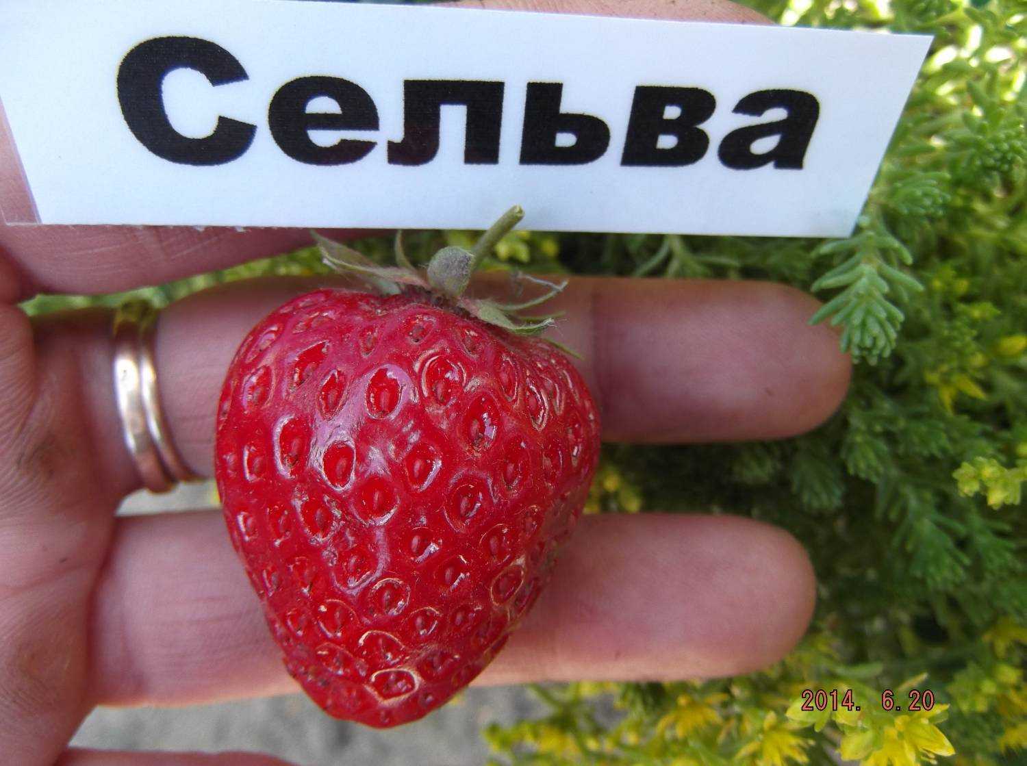 Клубника сельва: характеристики и описание сорта, отзывы садоводов