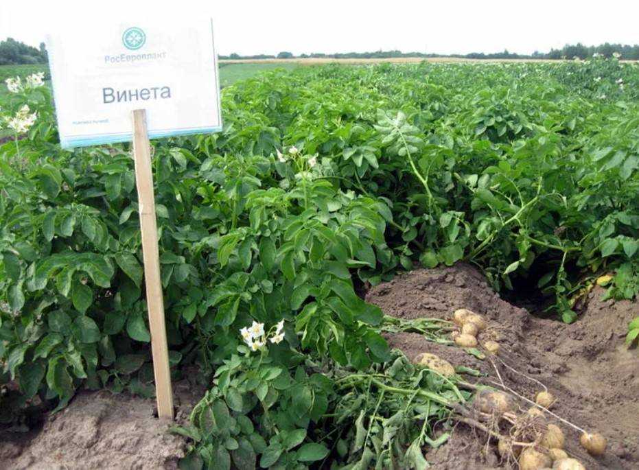 ᐉ сорт картофеля венета (винета) – описание и фото - roza-zanoza.ru